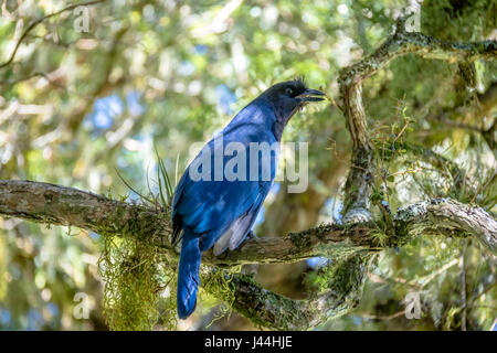 Azure Jay ou Gralha Azul oiseau (Cyanocorax caeruleus) dans la région de Canyon Itaimbezinho au parc national Aparados da Serra - Cambara do Sul, Rio Grande do Sul, Br Banque D'Images