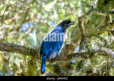 Azure Jay ou Gralha Azul oiseau (Cyanocorax caeruleus) dans la région de Canyon Itaimbezinho au parc national Aparados da Serra - Cambara do Sul, Rio Grande do Sul, Br Banque D'Images