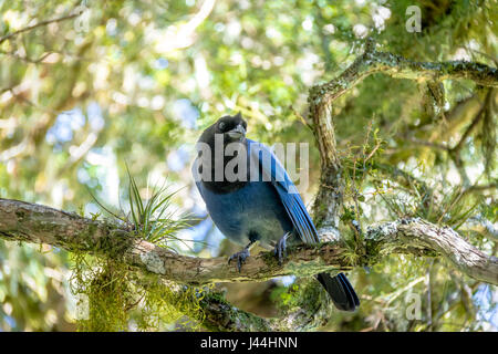 Azure Jay ou Gralha Azul oiseau (Cyanocorax caeruleus) dans la région de Canyon Itaimbezinho au parc national Aparados da Serra - Cambara do Sul, Rio Grande do Sul, Br Banque D'Images