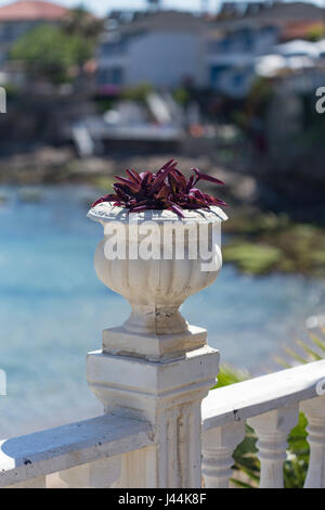 Vase en pierre blanche rouge foncé avec les plantes contre les troubles de mer et abrite Banque D'Images