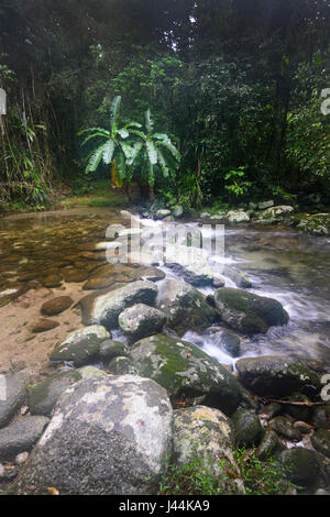 Ruisseau d'eau douce dans la forêt tropicale humide, Bellenden Ker, Far North Queensland, Queensland, Australie, FNQ Banque D'Images