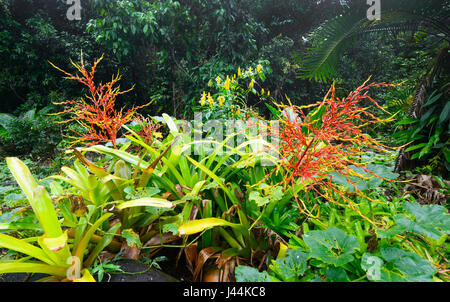 Fleurs de broméliacées et gingembre sauvage dans la forêt tropicale humide, Bellenden Ker, Far North Queensland, Queensland, Australie, FNQ Banque D'Images