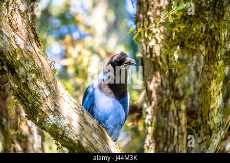 Azure Jay ou Gralha Azul oiseau (Cyanocorax caeruleus) dans la région de Canyon Itaimbezinho au parc national Aparados da Serra - Cambara do Sul, Rio Grande do Sul, Br Banque D'Images