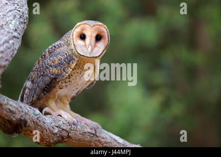 Hibou masqué australienne sur une branche d'arbre Banque D'Images