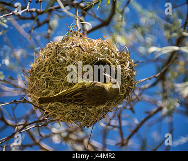 Cape Weaver avec nichent dans le sud de l'Afrique Banque D'Images