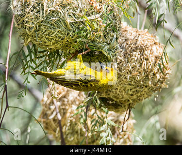 Cape Weaver avec nichent dans le sud de l'Afrique Banque D'Images