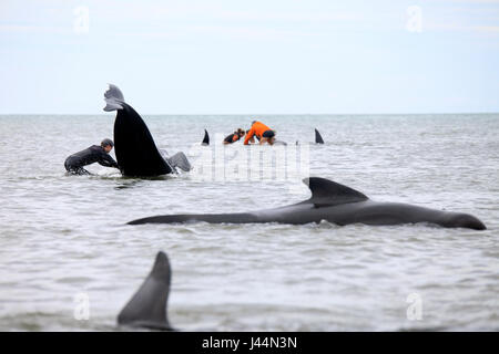 Photo par Tim Cuff - 10 & 11 février 2017 - Messe d'adieu à l'échouage de globicéphales Spit, Golden Bay, Nouvelle-Zélande : Banque D'Images