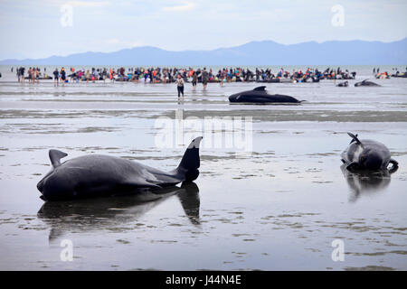 Photo par Tim Cuff - 10 & 11 février 2017 - Messe d'adieu à l'échouage de globicéphales Spit, Golden Bay, Nouvelle-Zélande : Banque D'Images