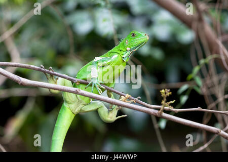 Photo d'un jeune iguane commun au soleil sur une branche au-dessus de l'eau Banque D'Images