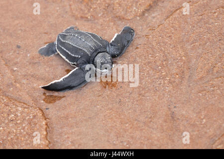 Photo d'une jeune tortue luth sur la plage sur son chemin vers la mer Banque D'Images