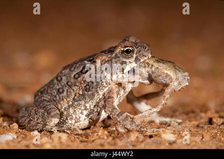 Photo d'un crapaud canne canne de manger un autre crapaud juvénile Banque D'Images