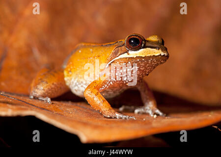 Photo d'une grenouille d'Amérique du Sud Banque D'Images