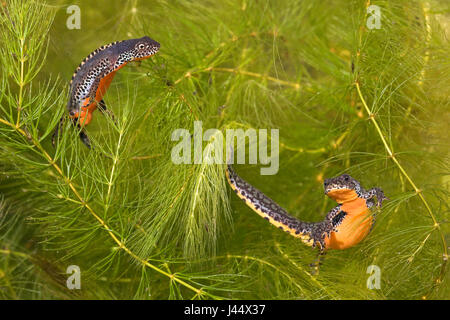 Triton alpestre mâle et femelle nager sous l'eau Banque D'Images