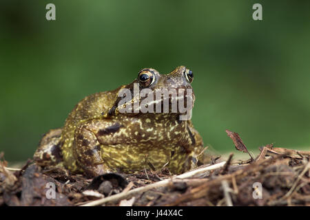 Grenouille rousse dans la forêt Banque D'Images