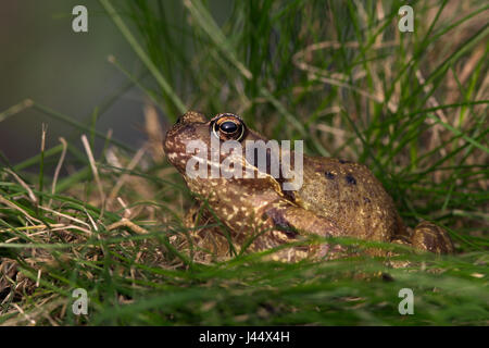 Grenouille rousse dans l'herbe Banque D'Images