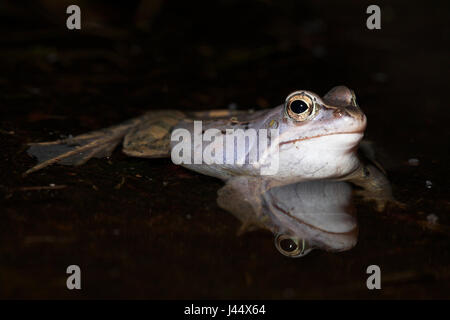 Blue moor grenouille dans l'eau avec la réflexion Banque D'Images