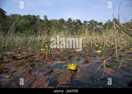 Sommaire d'un choeur d'homme poolfrogs au début du printemps, les mâles de la piscine frog virent au jaune pendant la saison de reproduction Banque D'Images