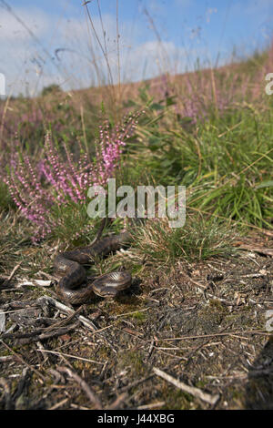 Zwanger vrouwtje een van de gladde slang ligt te zonnen dans leefgebied haar (Heide) ; une femelle couleuvre lisse est au soleil ; Banque D'Images