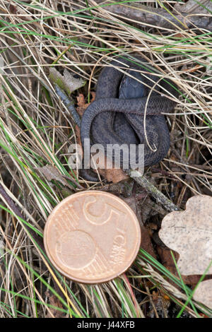 Photo d'un jeune pèlerin couleuvre lisse avec une pièce de 5 centime comme comparrison pour sa taille Banque D'Images
