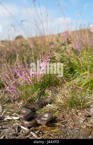 Zwanger vrouwtje een van de gladde slang ligt te zonnen dans leefgebied haar (Heide) ; une femelle couleuvre lisse est au soleil ; Banque D'Images