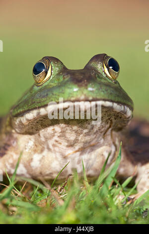 Vertical frontal portrait of a North American Bullfrog Banque D'Images