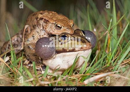 Photo d'un crapaud commun sur une grenouille des marais Banque D'Images