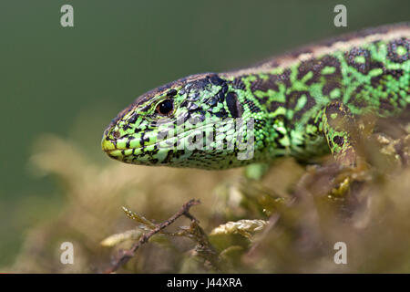 Potrait d'un mâle de lézard vert sable sur de la mousse sur un fond vert Banque D'Images