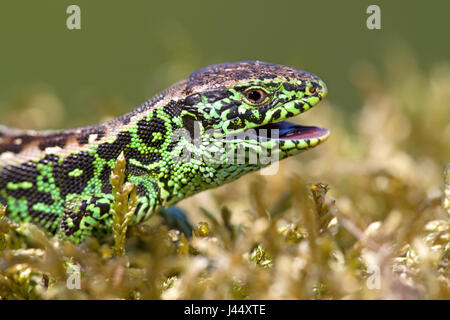 Potrait d'un mâle de lézard vert sable sur de la mousse sur un fond vert Banque D'Images