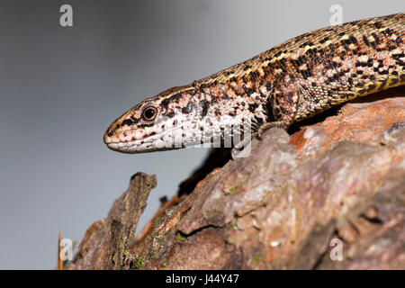 Photo d'un lézard commun sur un tronc d'arbre Banque D'Images