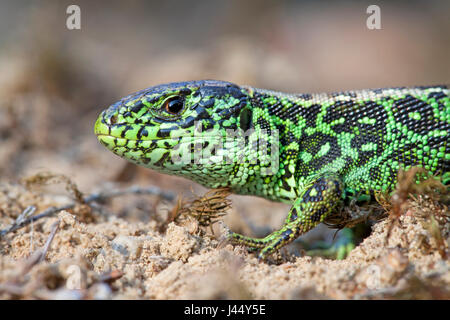 Potrait d'un mâle vert lézard sur le sable sable Banque D'Images