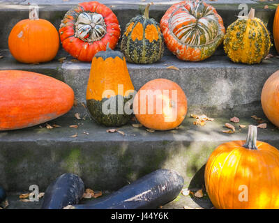 Citrouilles récoltées dans l'escalier Banque D'Images
