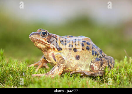 Photo d'une grenouille rousse sur mousse Banque D'Images