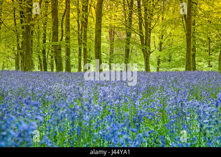 Un tapis de jacinthes sous les hêtres dans l'ancienne forêt et Dorset où la lumière du soir commençait seulement à montrer à travers les tiges bluebell Banque D'Images