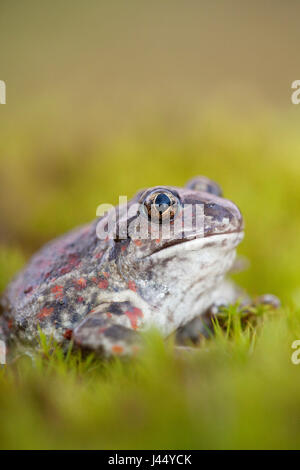 Portrait d'une femelle crapaud commun Banque D'Images