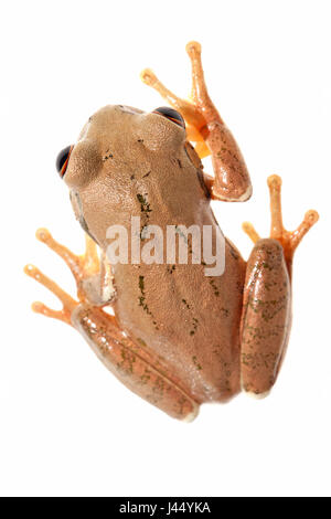 Rendu photo d'une grenouille d'arbre Natal Banque D'Images