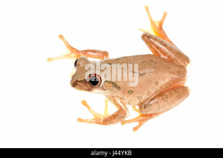 Rendu photo d'une grenouille d'arbre Natal Banque D'Images