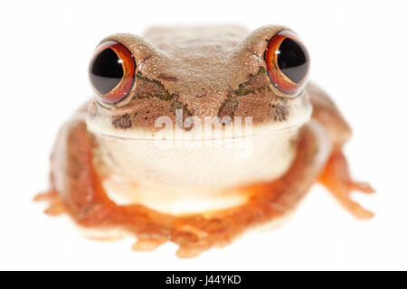 Rendu photo d'une grenouille d'arbre Natal Banque D'Images