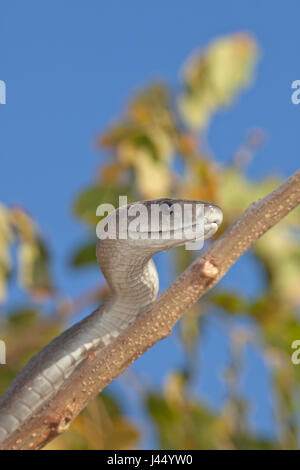 Photo d'un mamba noir dans un arbre Banque D'Images