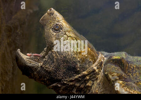 Close-up d'une tortue alligator Banque D'Images