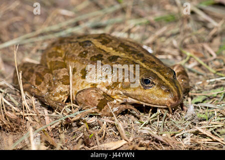 Photo d'une grenouille des marais mort Banque D'Images