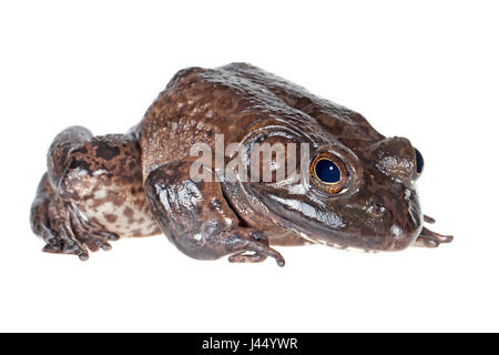 American Bullfrog photographié sur un fond blanc. Banque D'Images