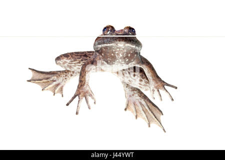 American Bullfrog photographié sur un fond blanc. Banque D'Images