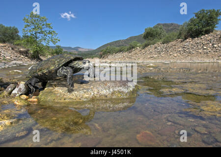 Foto van een (Balkanbeekschildpad kaspische beekschildpad est naam andere) in het landschap (zonnend steen op een een rivier heldere op Lesbos) photo d'un des d'eau douce dans son environnement au soleil sur un rocher dans une rivière sur Lesbos Banque D'Images