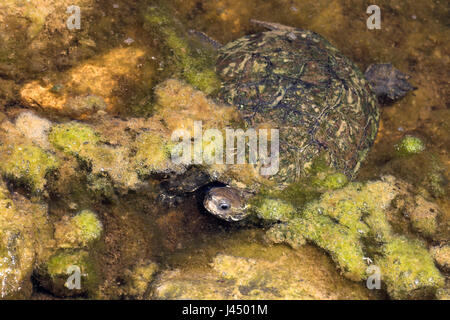 Photo d'une des prises d'en haut terrapin Banque D'Images