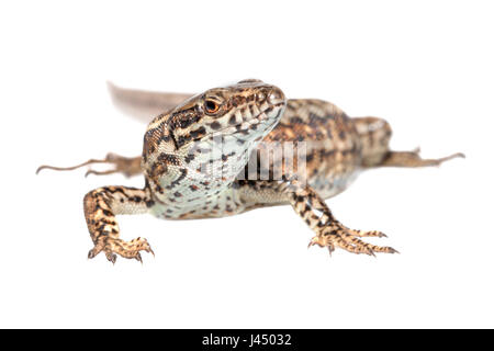 Rendu photo d'un lézard des murailles (Podarcis muralis) Banque D'Images