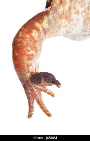 Rendu photo d'une grenouille rousse Banque D'Images
