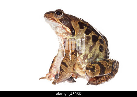 Rendu photo d'un homme grenouille commune Banque D'Images