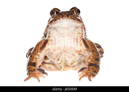 Rendu photo d'un homme grenouille commune Banque D'Images