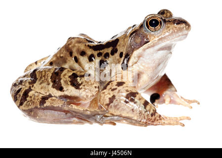 Rendu photo d'un homme grenouille commune Banque D'Images