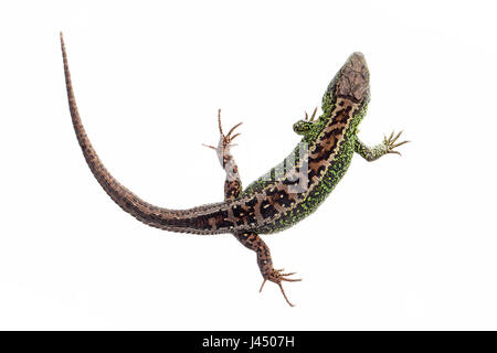 Rendu photo d'un homme lézard sable Banque D'Images